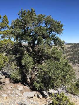 Image of singleleaf pinyon