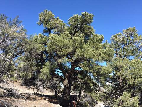 Image of singleleaf pinyon