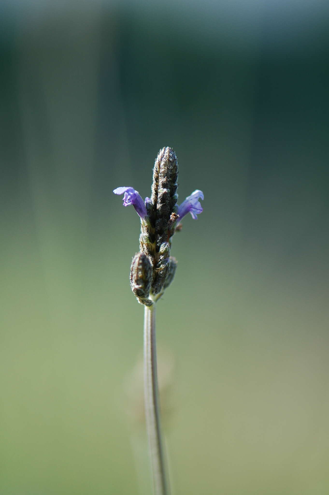 Image of Lavandula multifida L.