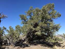 Image of singleleaf pinyon