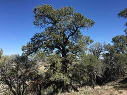 Image of singleleaf pinyon