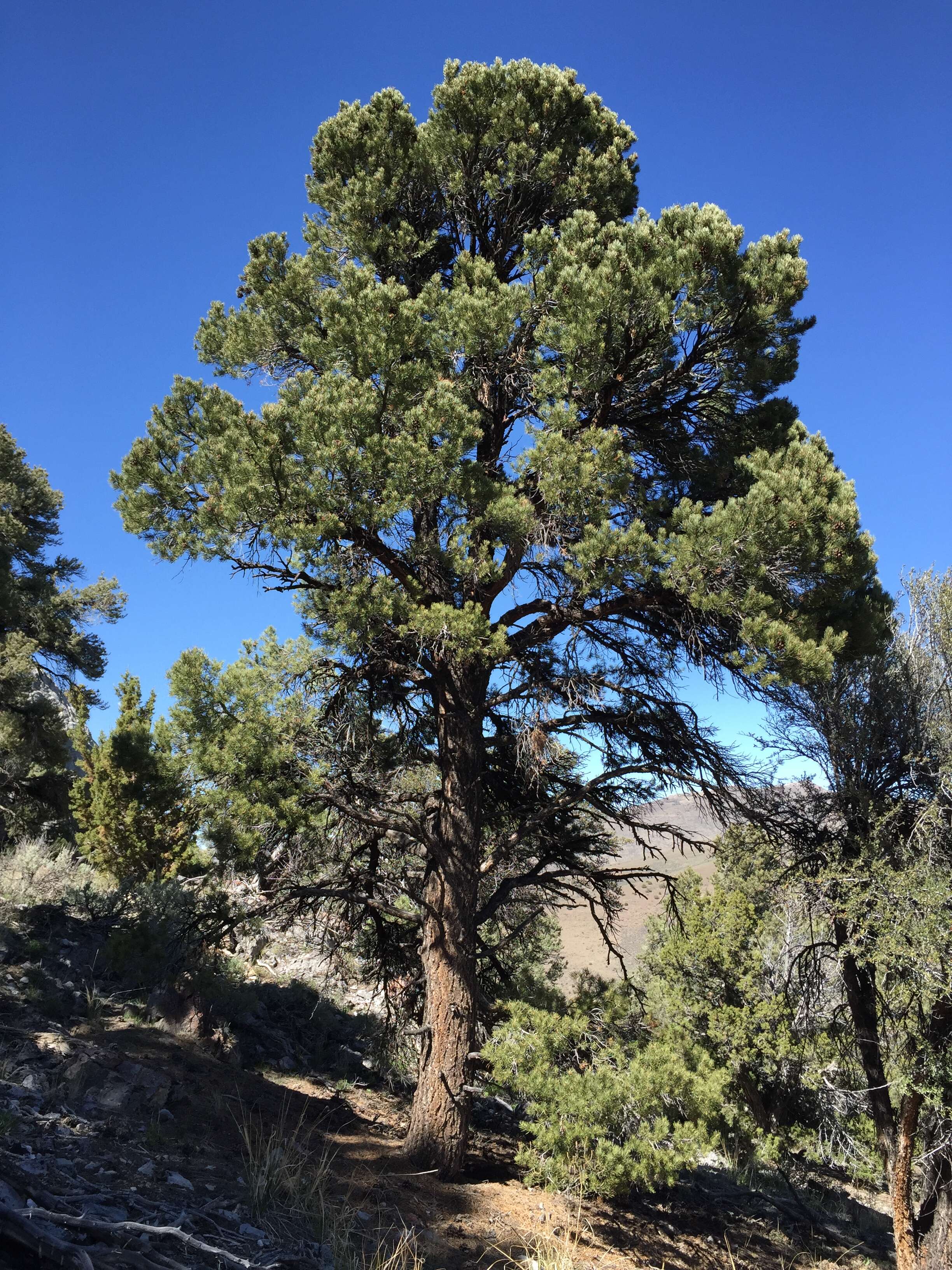 Image of singleleaf pinyon