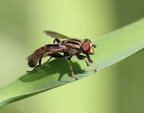 Image of Anasimyia distinctus (Williston 1887)