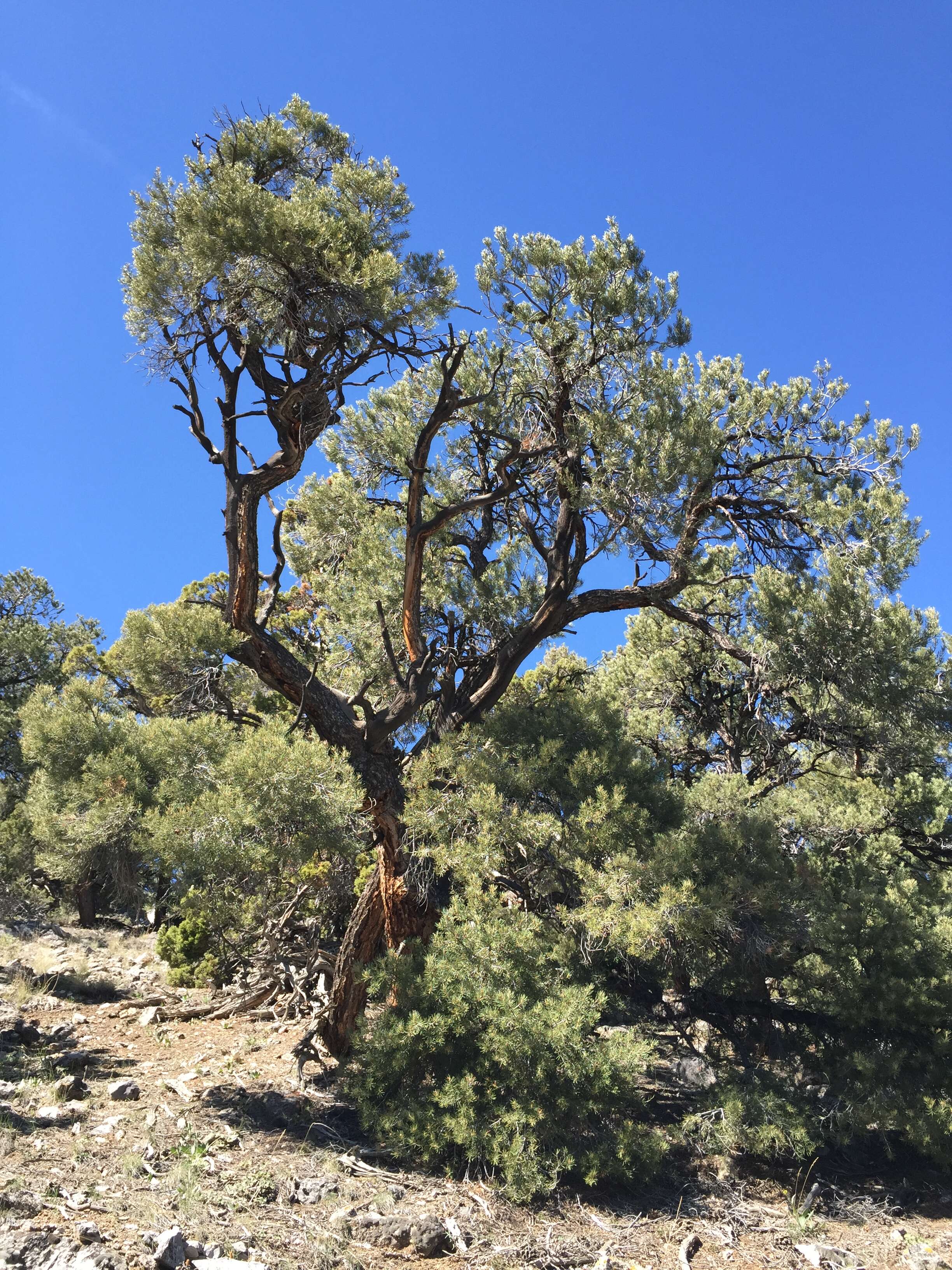 Image of singleleaf pinyon