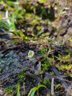 Image of Panarctic Water-Crowfoot