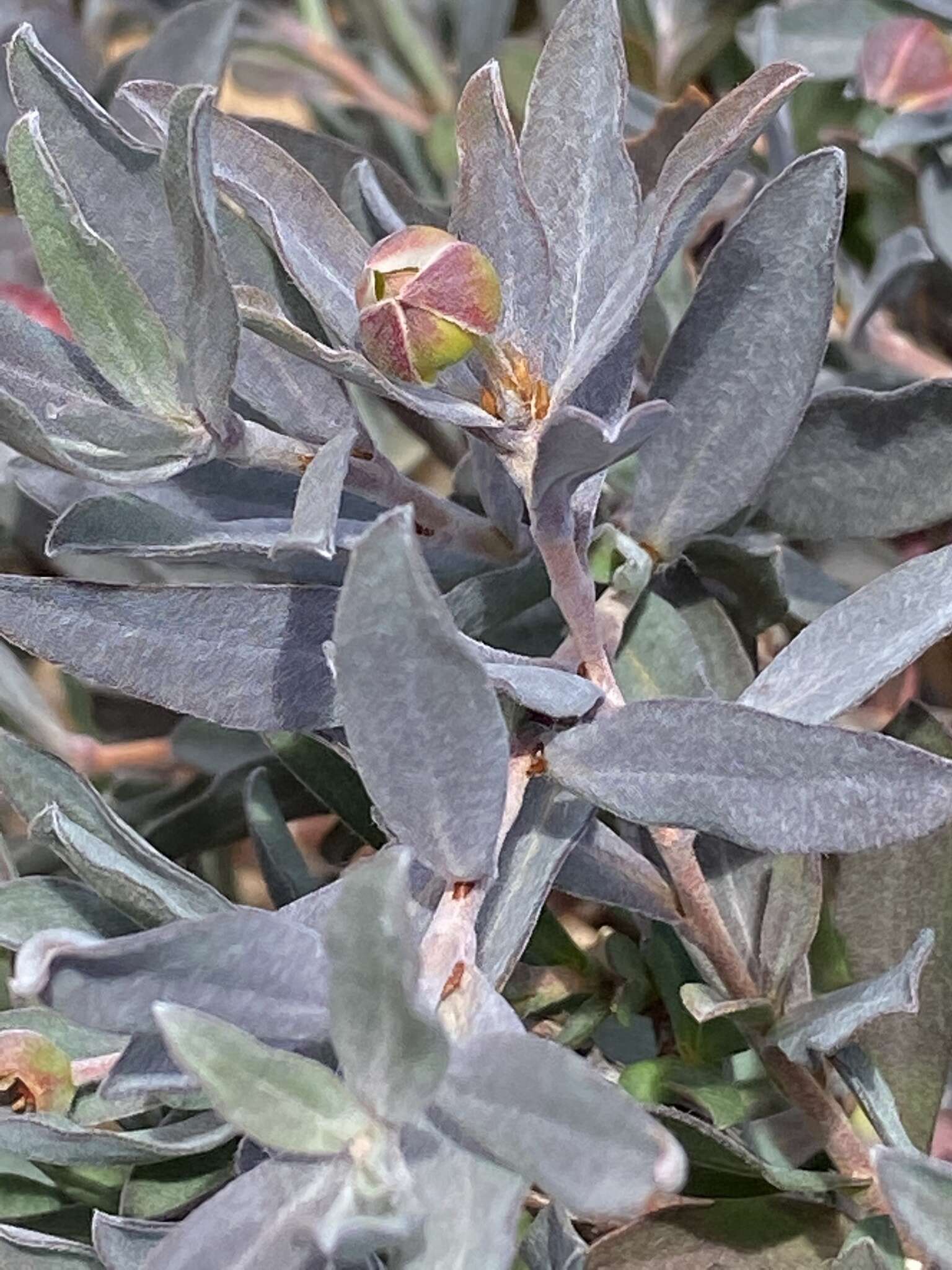 Image of Hibbertia potentilliflora F. Müll. ex Benth.