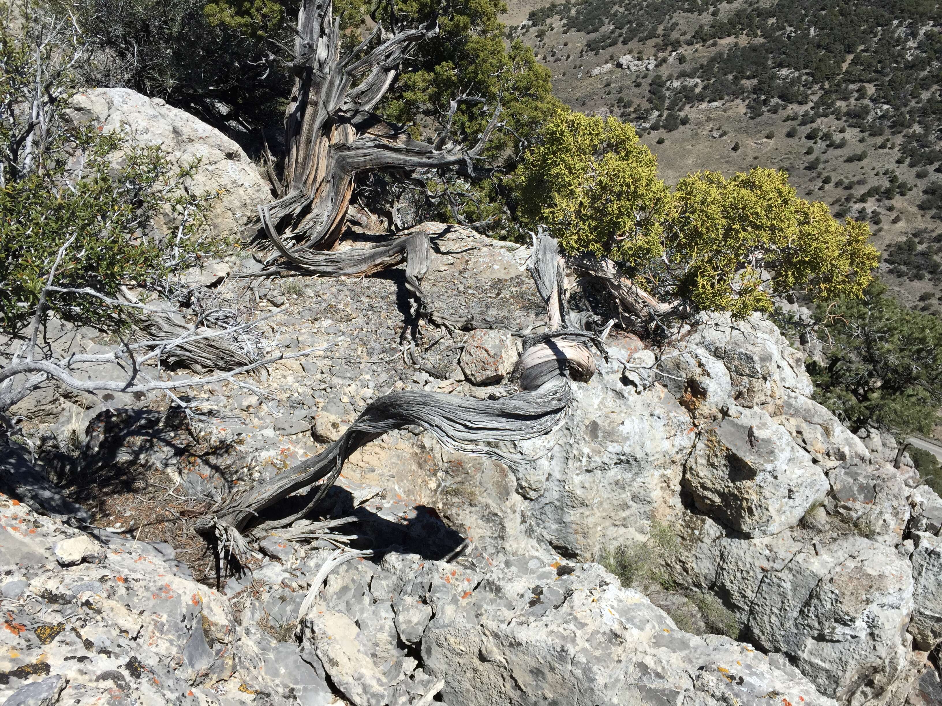 Image of Bigberry Juniper