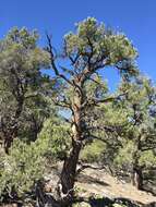 Image of singleleaf pinyon