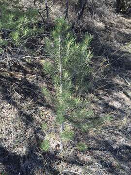 Image of singleleaf pinyon