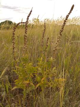 Agrimonia eupatoria subsp. asiatica (Juz.) Skalicky的圖片