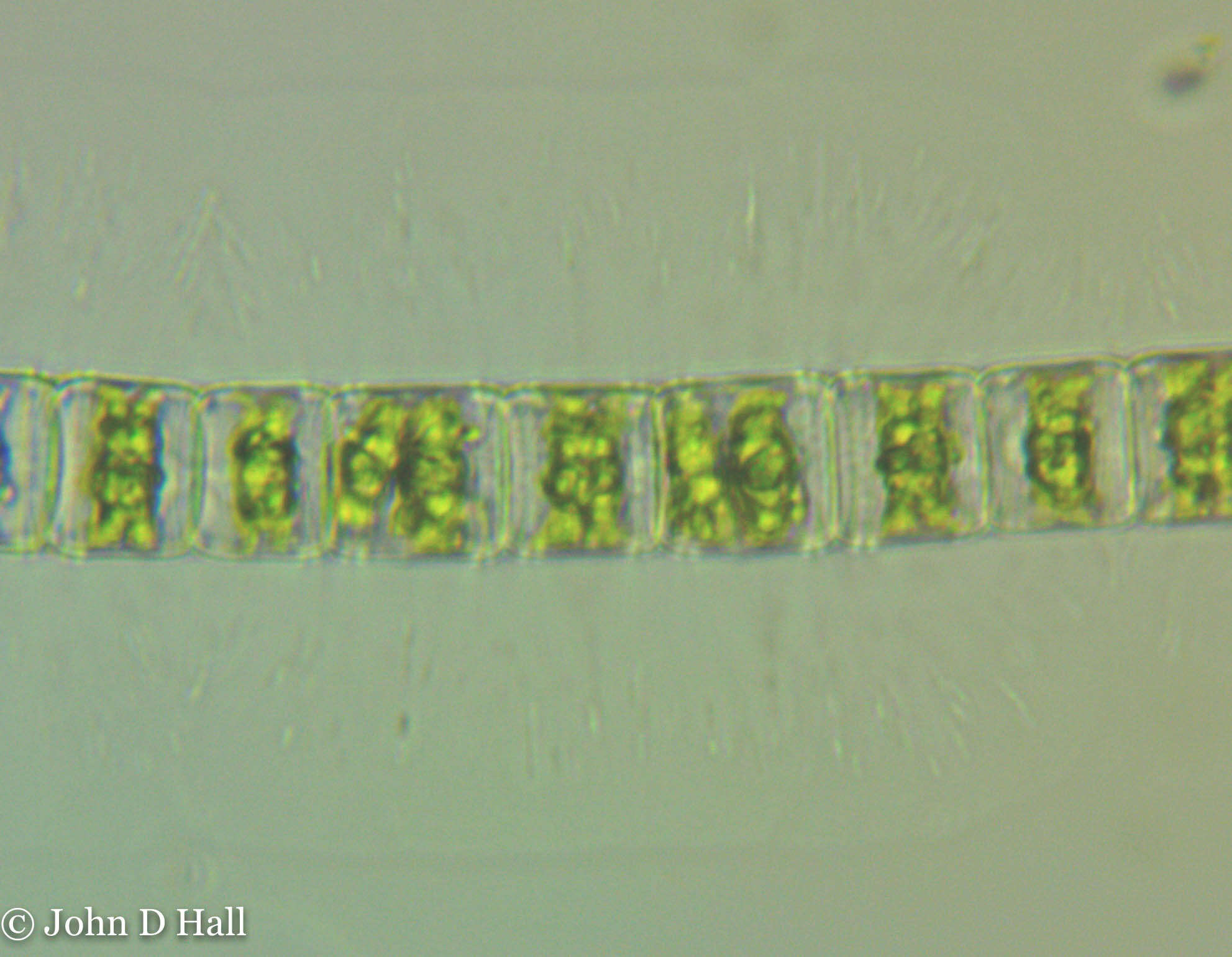 Image of Hyalotheca mucosa