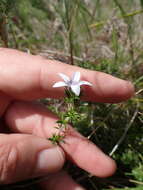 Image of Wahlenbergia rubens (H. Buek) Lammers