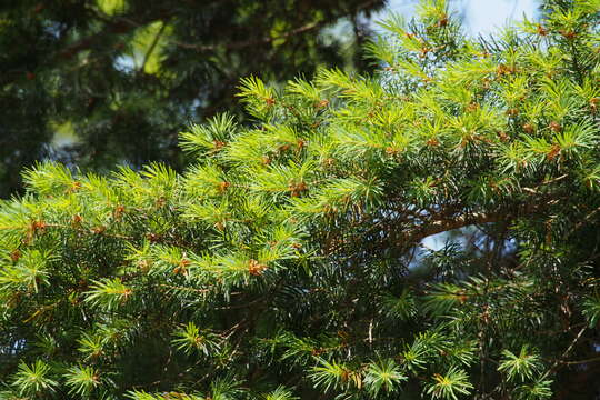 Image of Japanese Douglas-fir