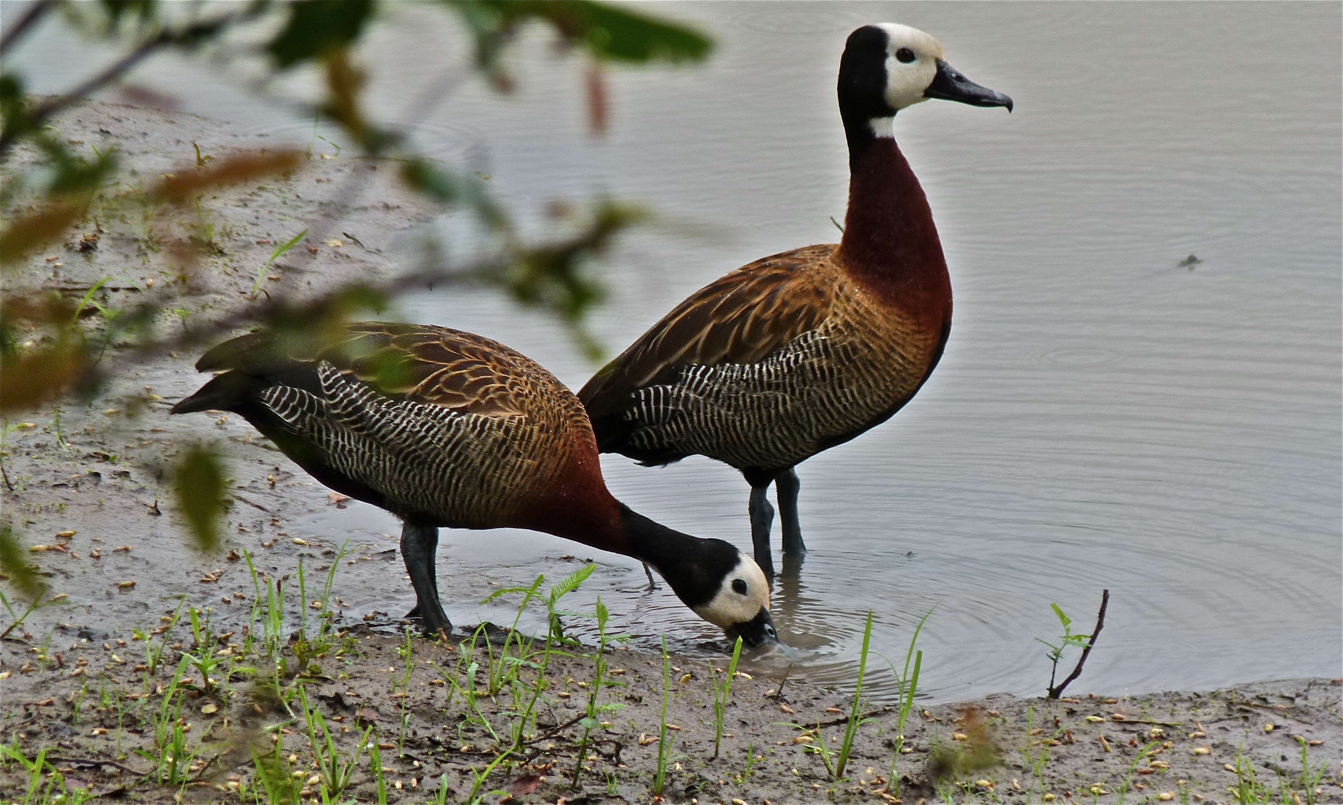 Image of White-faced Whistling Duck