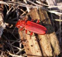 Image of Red Flat Bark Beetle