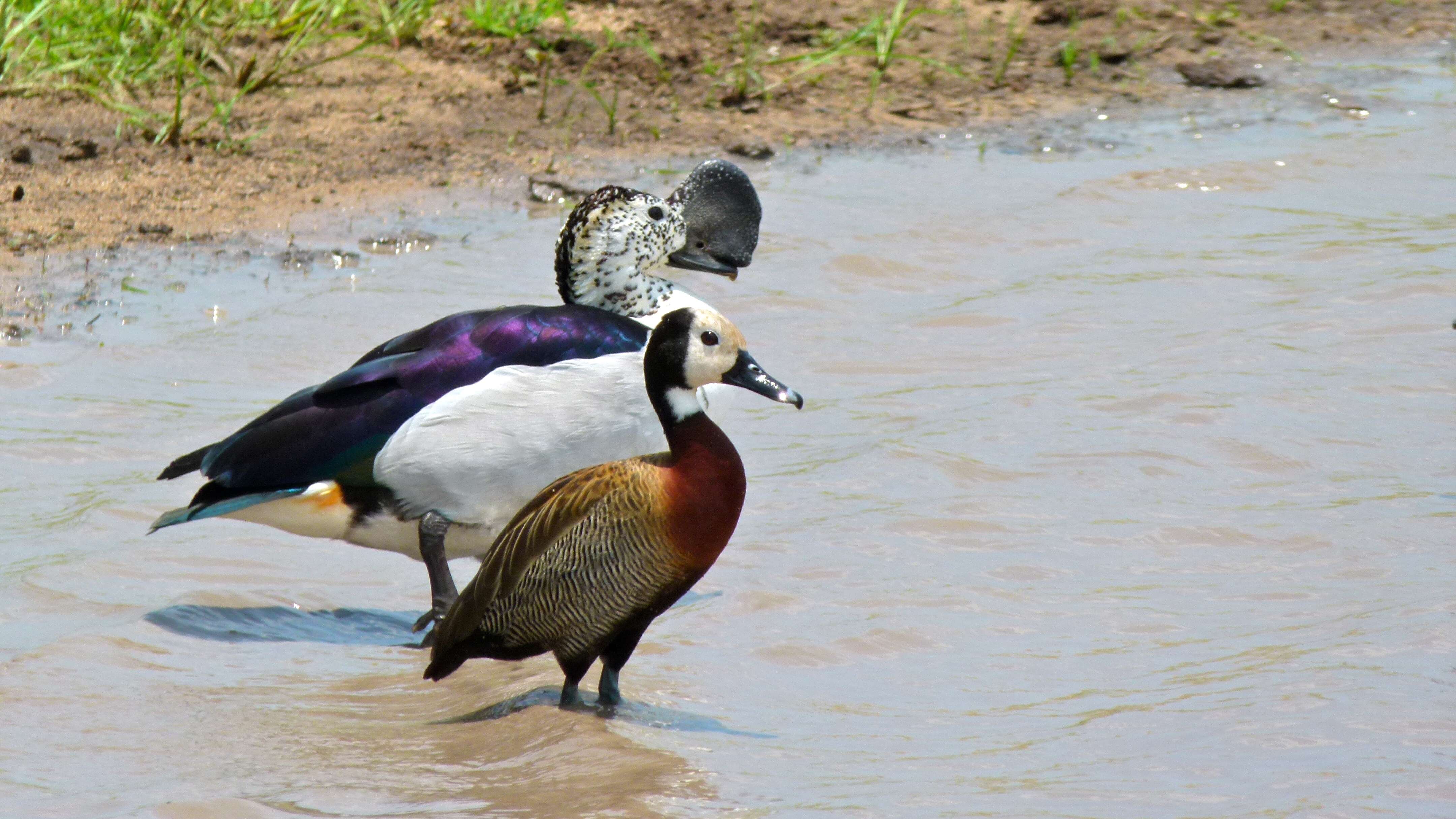 Image of White-faced Whistling Duck