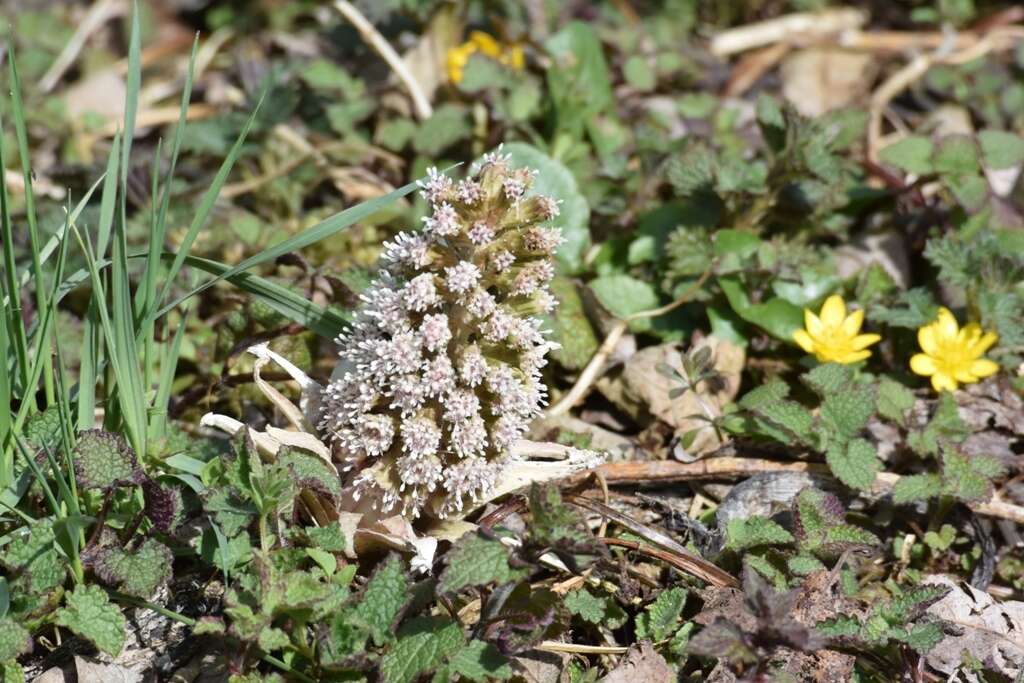 Image of pestilence wort