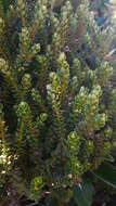 Image of Olearia nummularifolia Hook. fil.