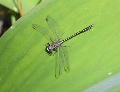 Image of Phanogomphus diminutus (Needham 1950)