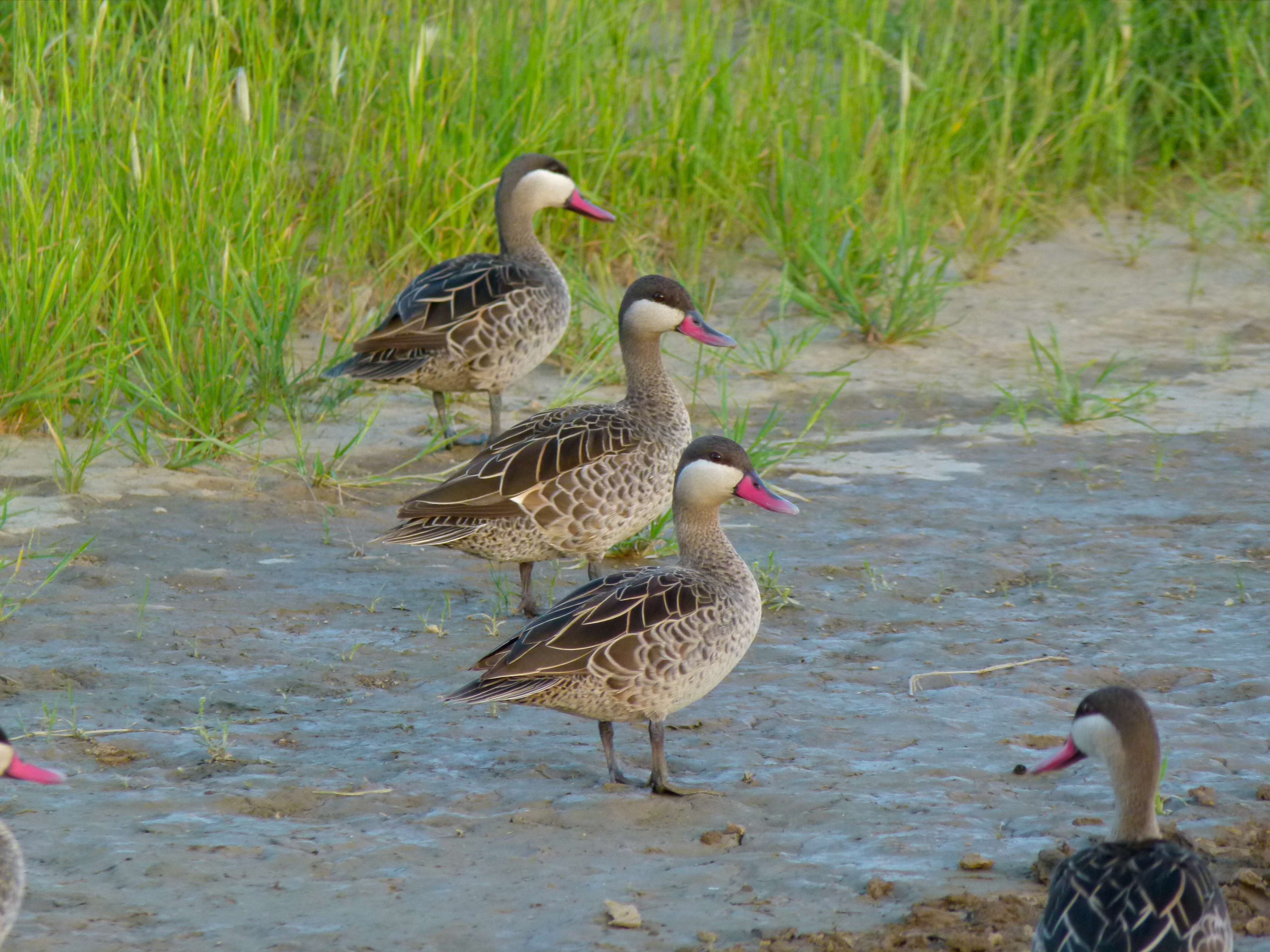 Image of Red-billed Teal