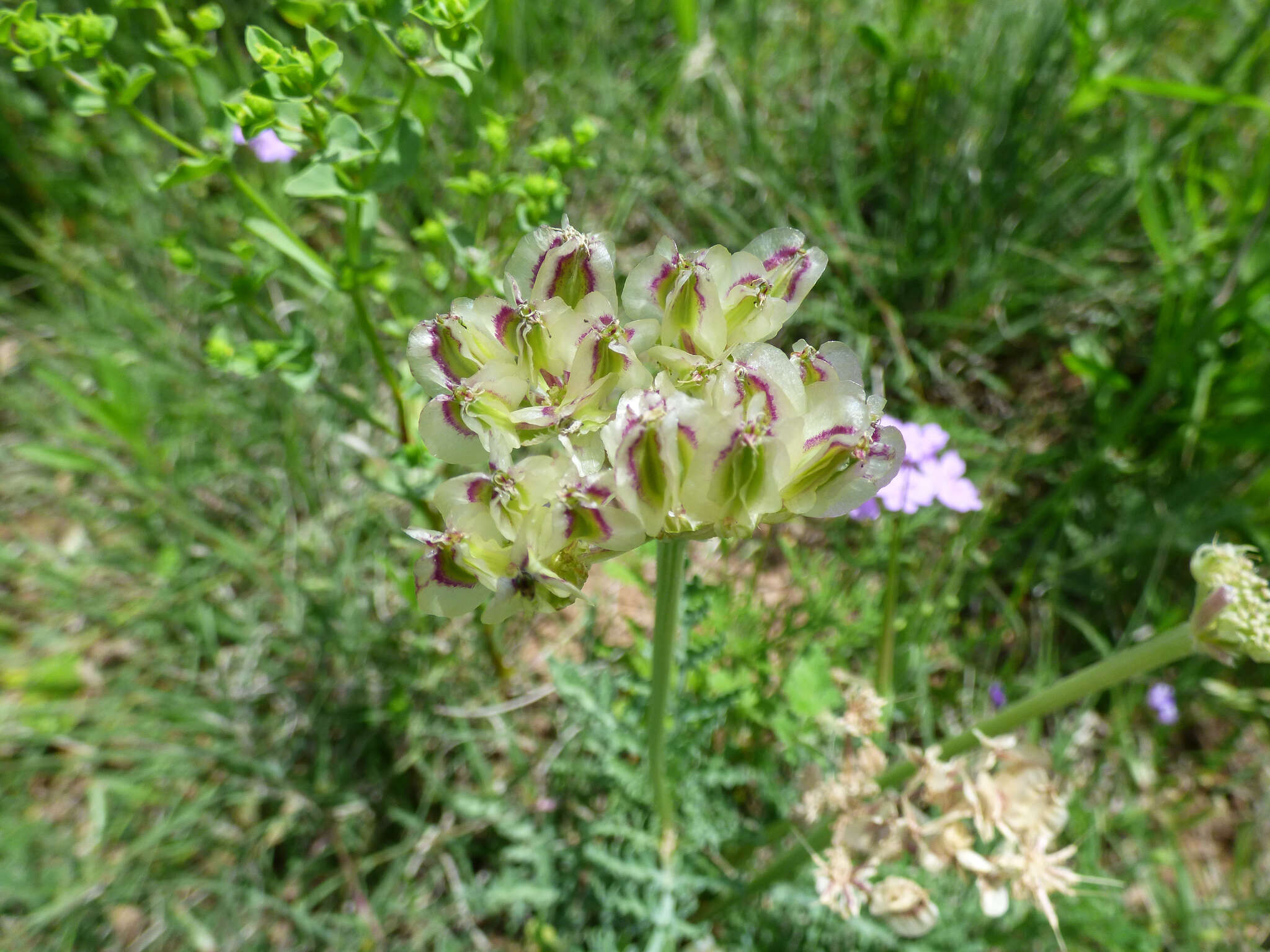 Image of bigroot springparsley