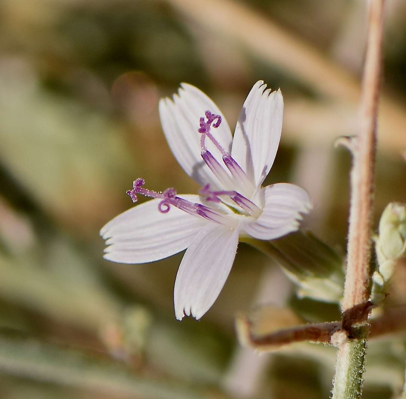 Sivun Stephanomeria exigua Nutt. kuva