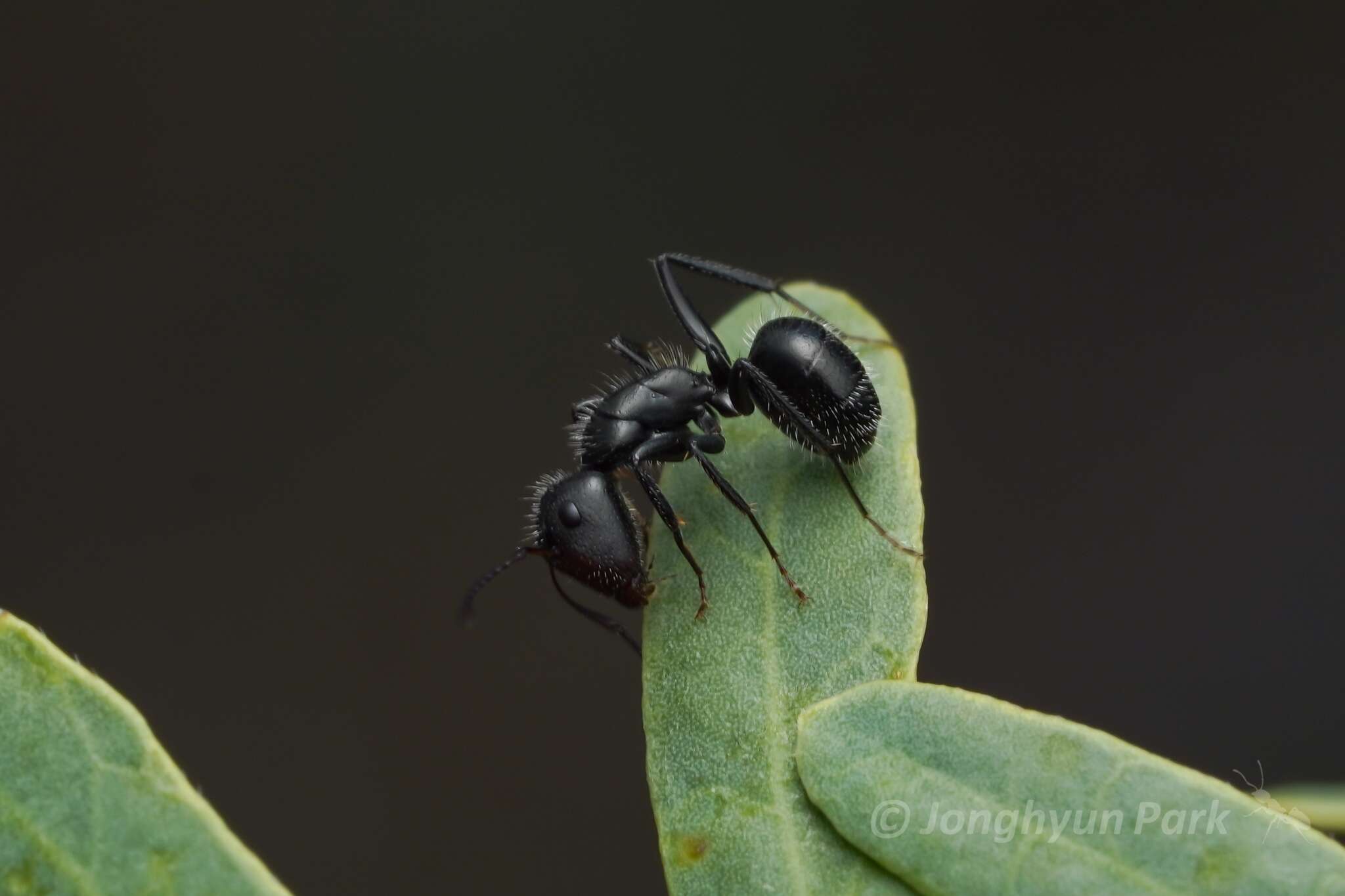 صورة Camponotus ulcerosus Wheeler 1910