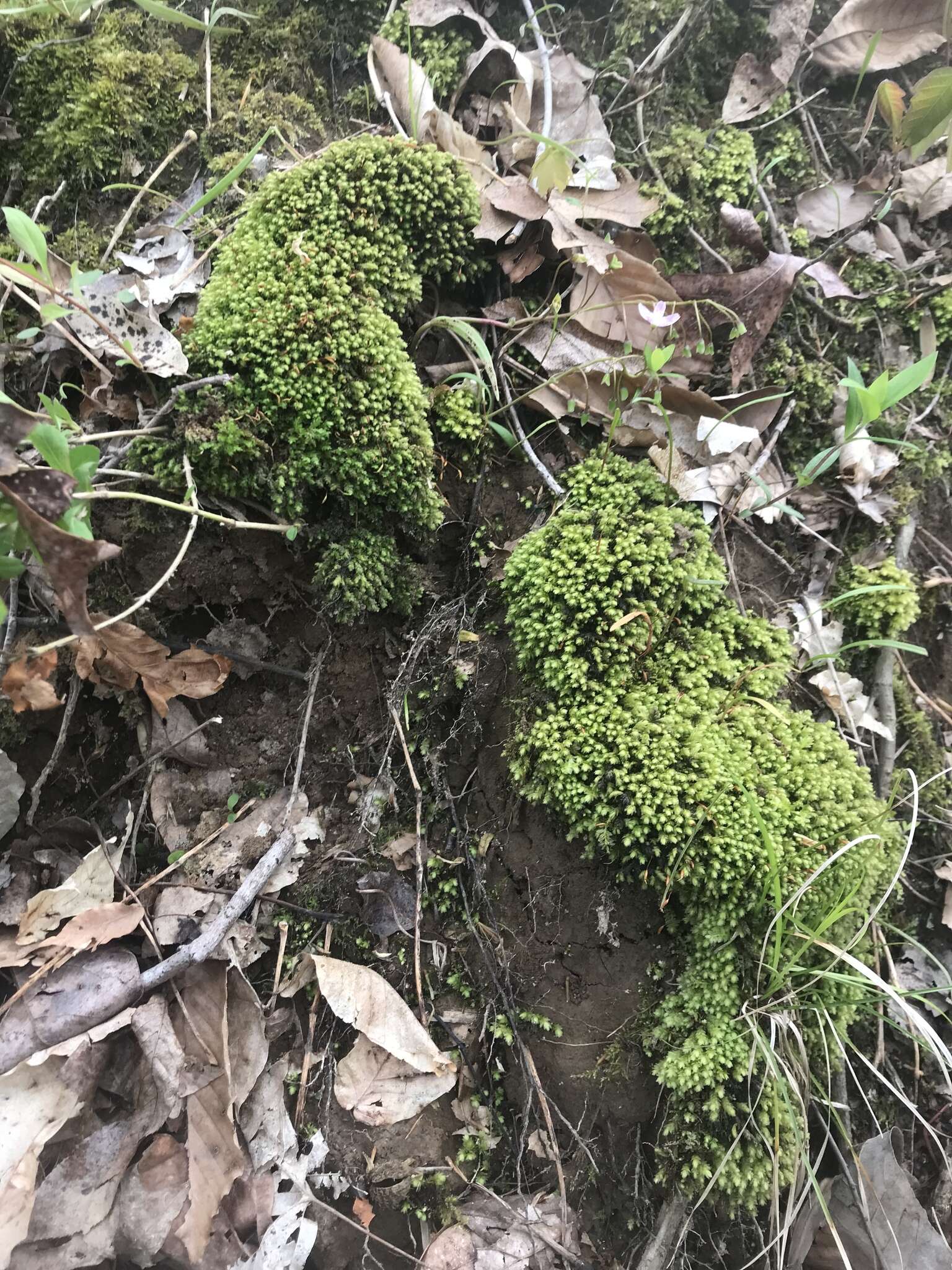 Image of aulacomnium moss