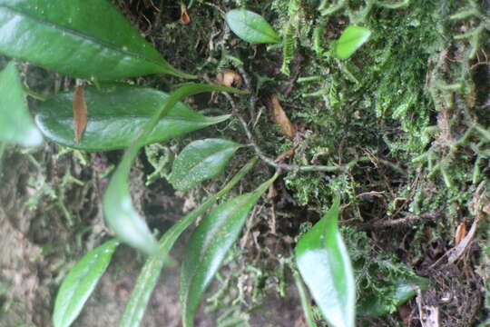 Lemmaphyllum rostratum (Bedd.) Tag. resmi