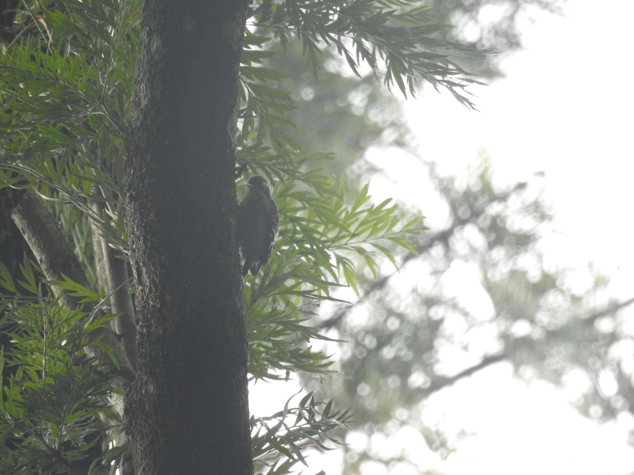 Image of Brown-capped Pygmy Woodpecker