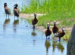 Image of White-faced Whistling Duck