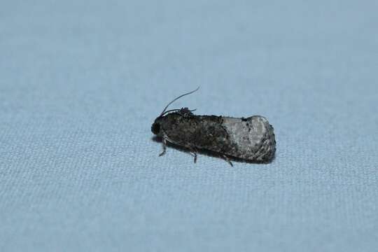 Image of Locust Twig Borer Moth