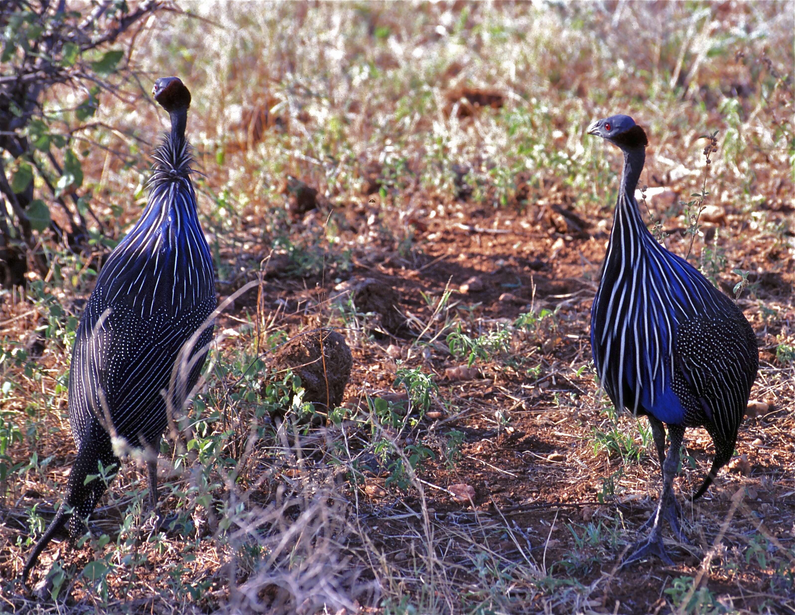 Image of guineafowls