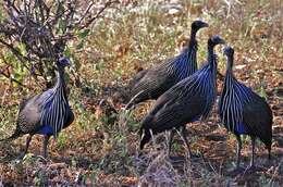 Image of guineafowls