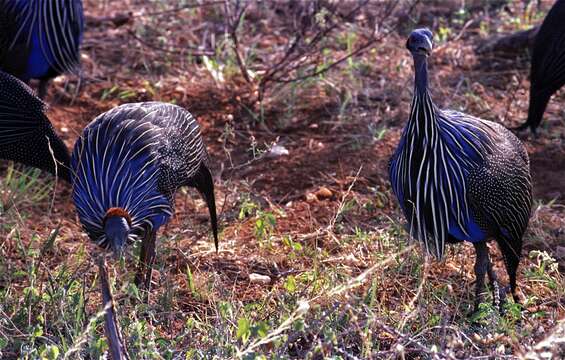 Image of guineafowls