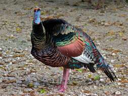 Image of Ocellated Turkey