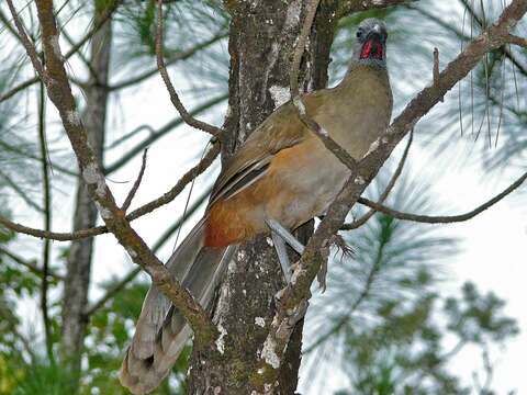 Image of Plain Chachalaca