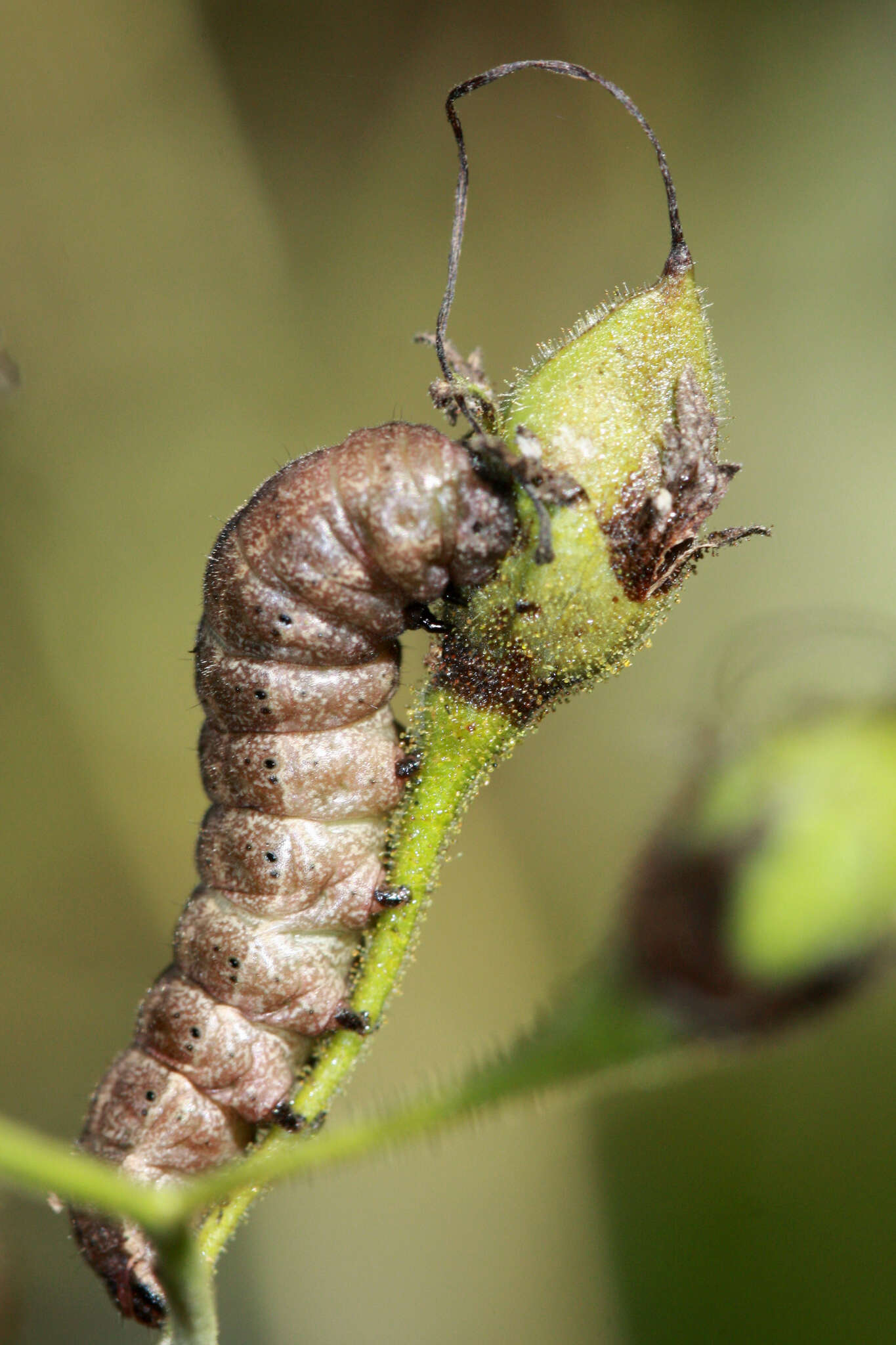 Plancia ëd <i>Pyrrhia aurantiago</i>