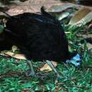 Image of Wattled Brush-turkey