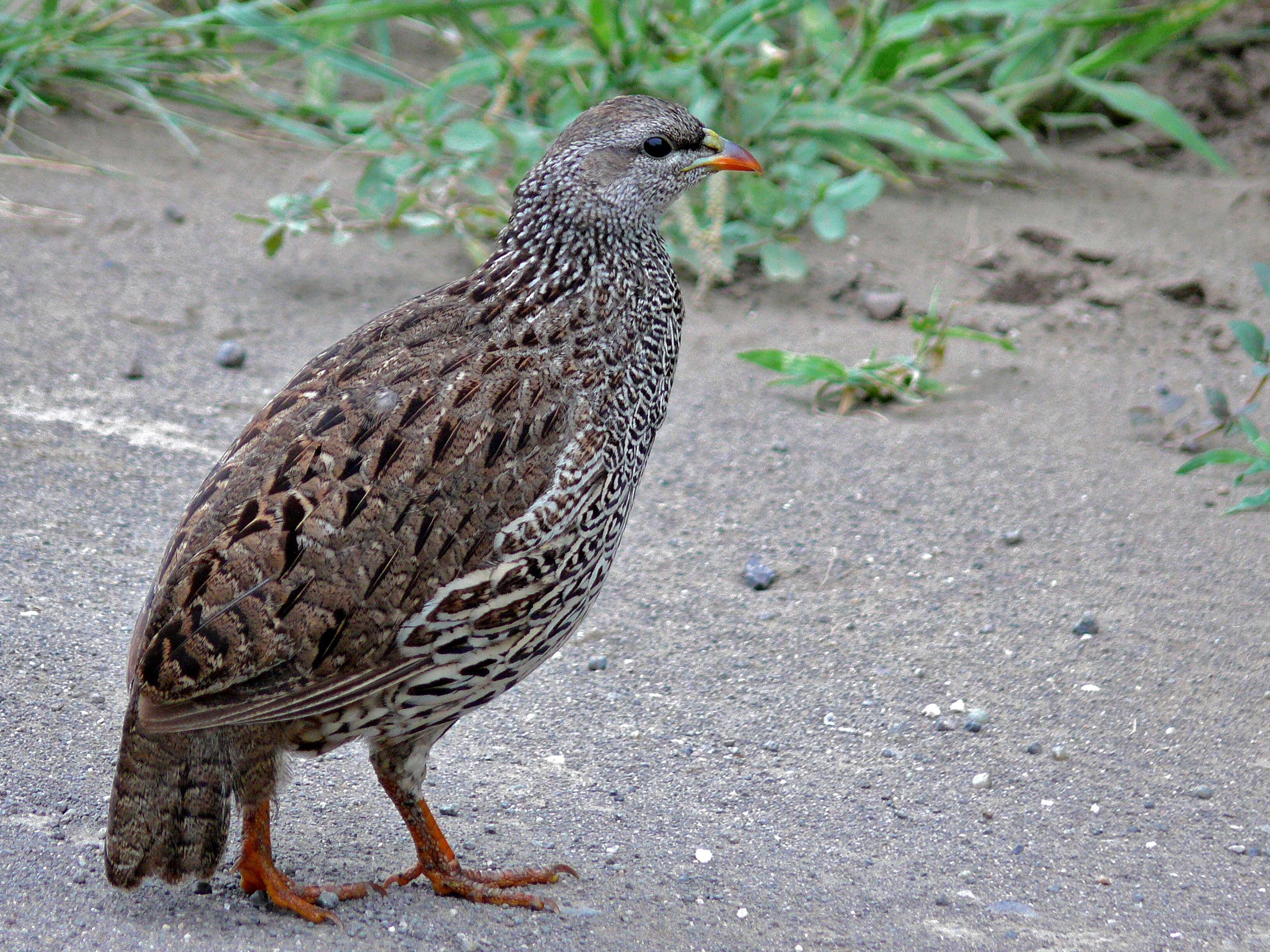 Image of Natal Francolin