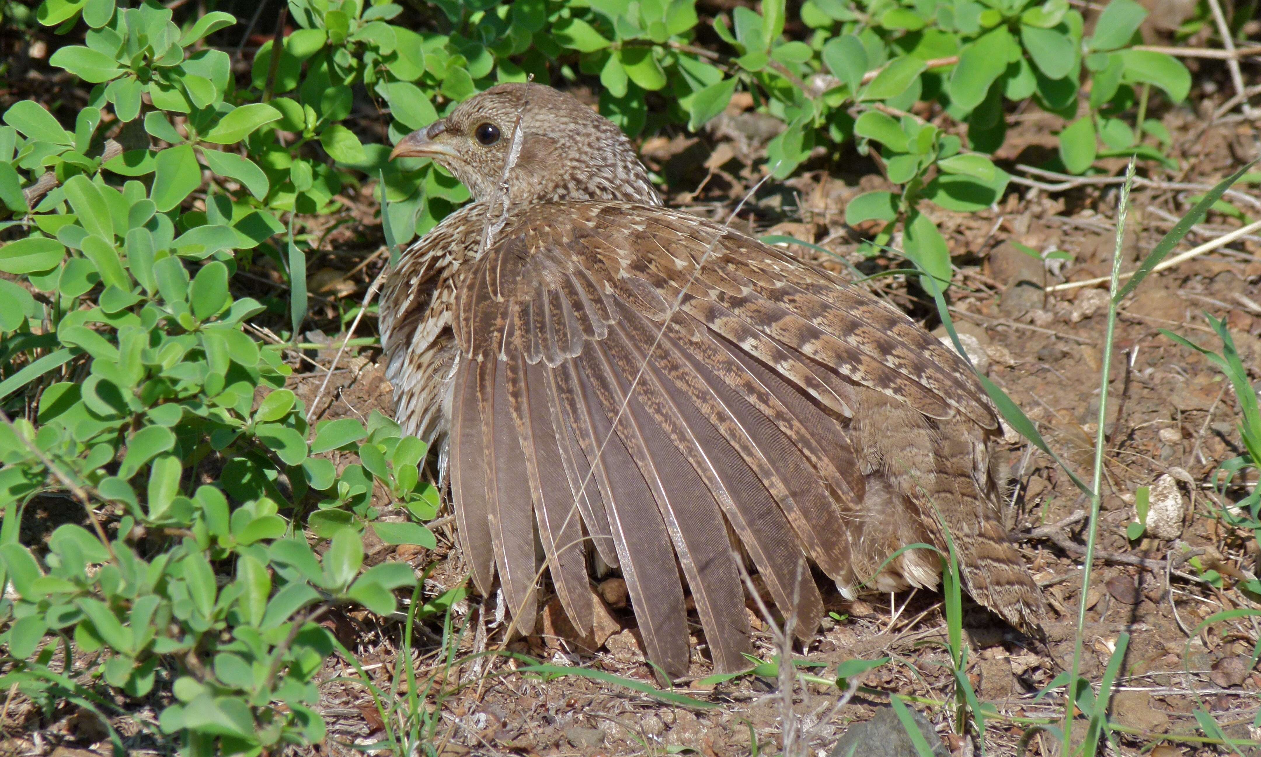 Image of Natal Francolin