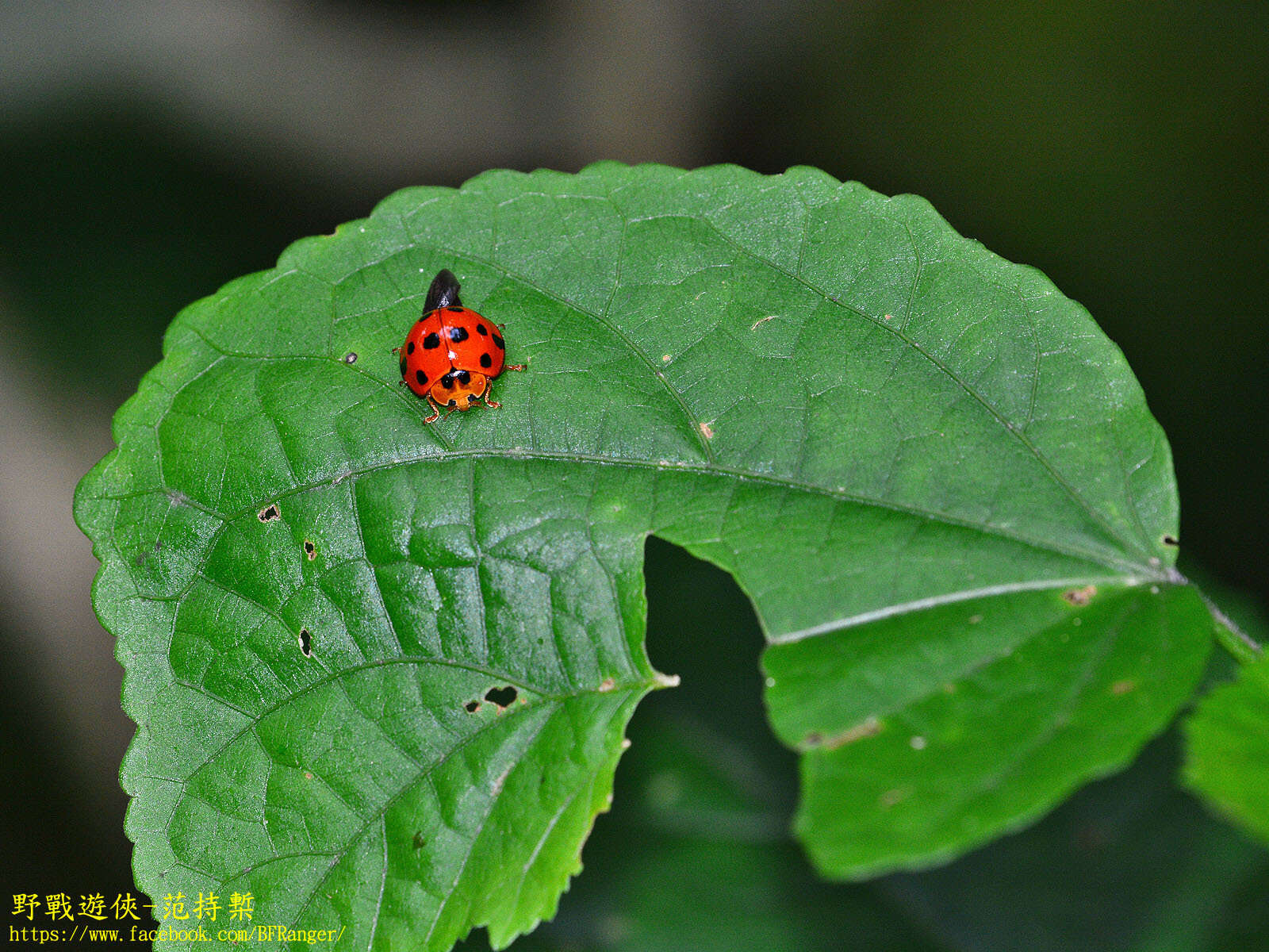 Image of Ladybird beetle