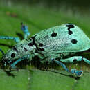 Image of Ericydeus nigropunctatus (Chevrolat 1877)