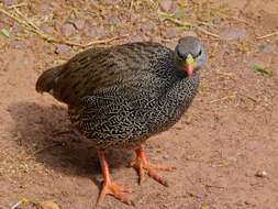 Image of Natal Francolin