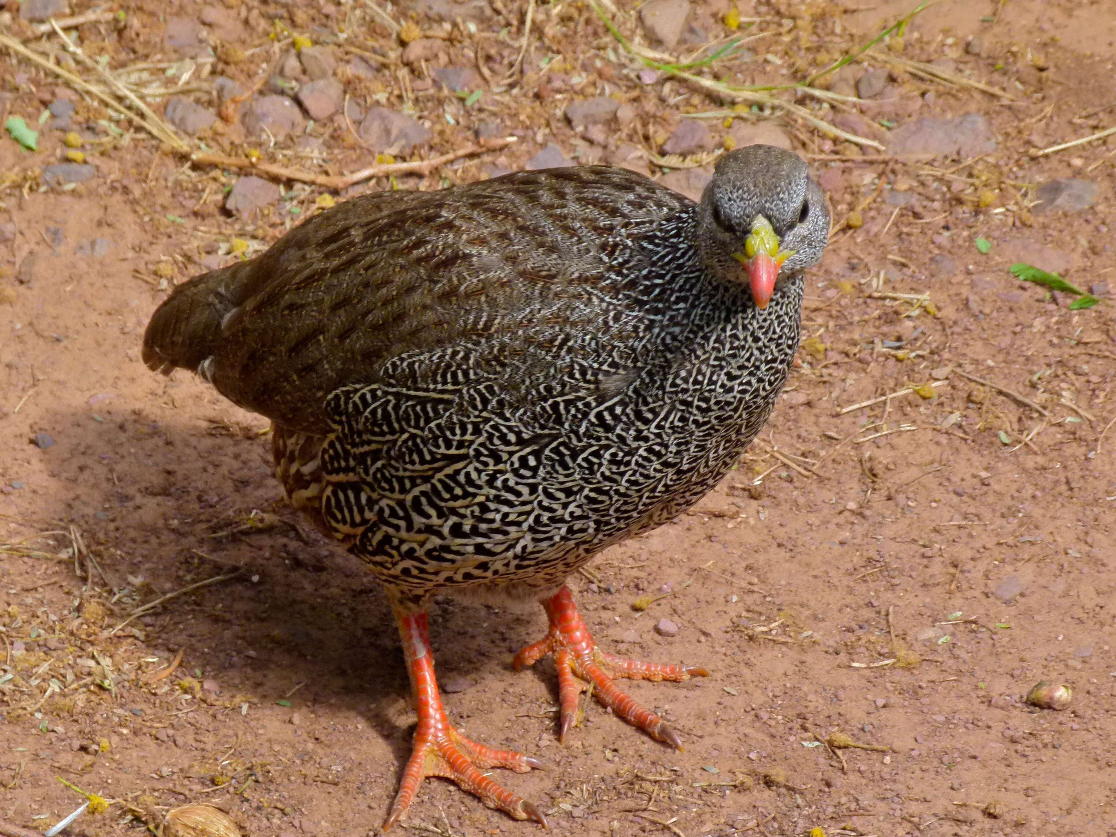 Image of Natal Francolin