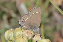 صورة Satyrium polingi polingi