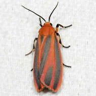 Image of Scarlet-winged Lichen Moth