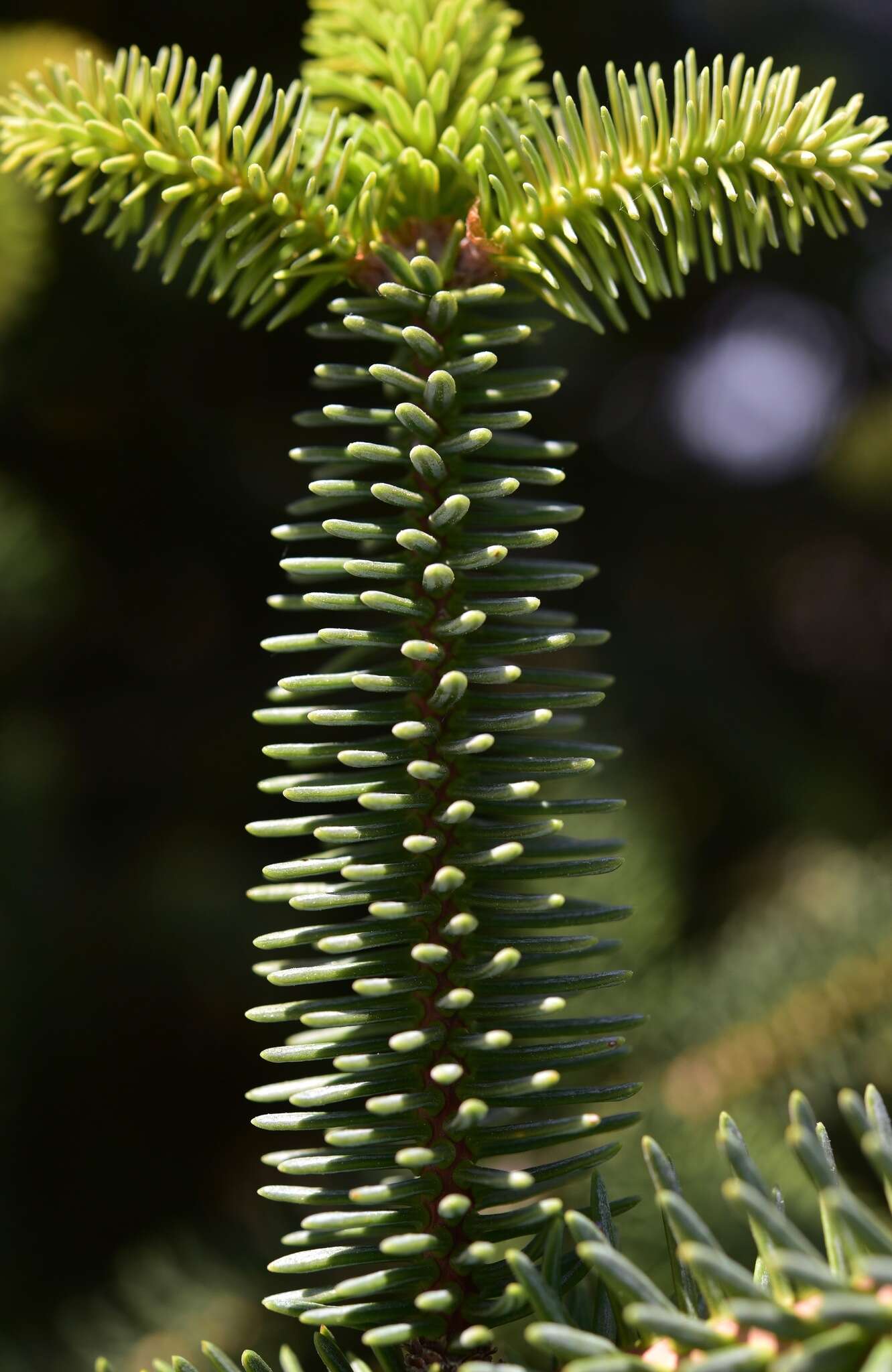 Image of Abies pinsapo var. pinsapo