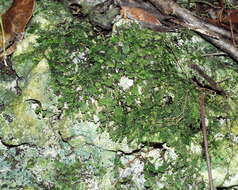 Image of dotted bristle fern