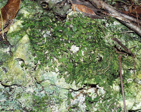 Image of dotted bristle fern